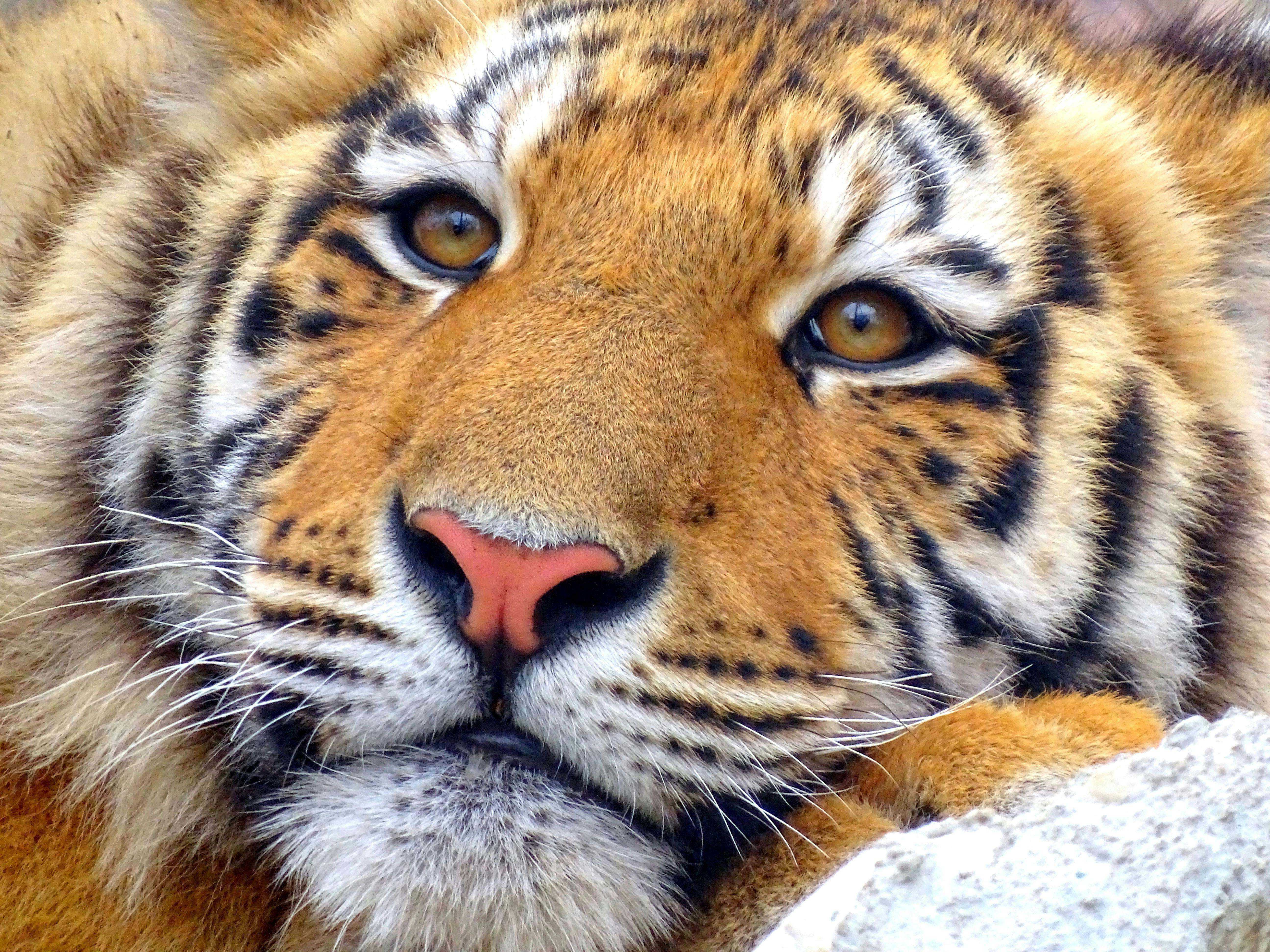 Foto Stok Gratis Tentang Binatang Fauna Harimau