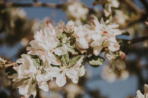 Free Close-up of beautiful white apple blossoms blooming outdoors in spring. Stock Photo