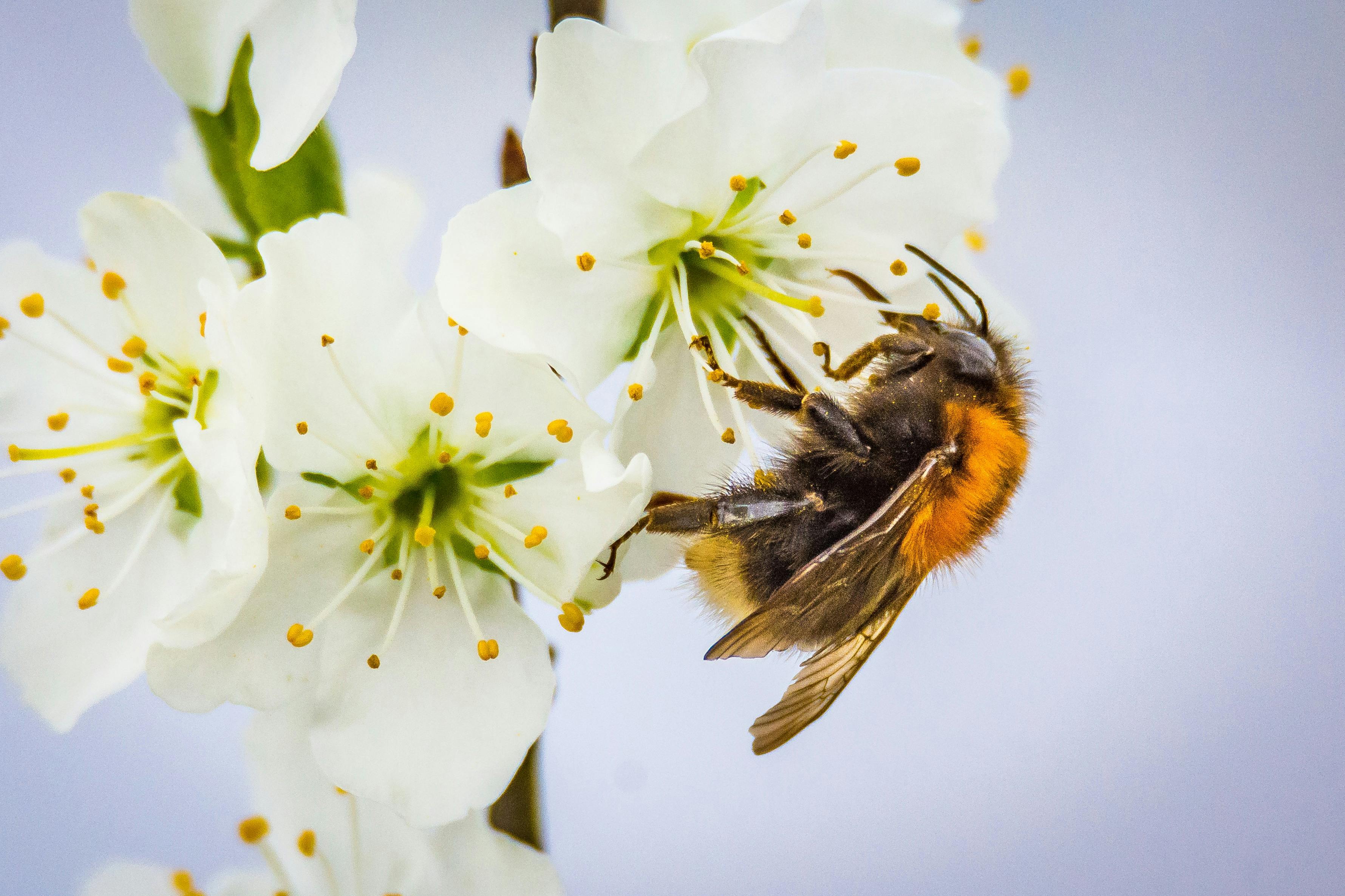 Free Stock Photo Of Bee, Bumblebee, Insect