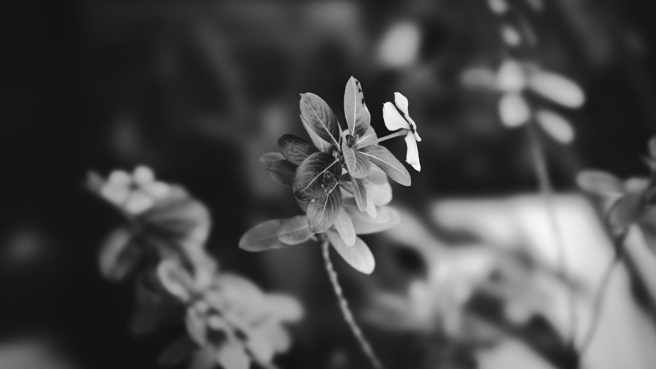 elegant black and white close up of a delicate flower with leaves