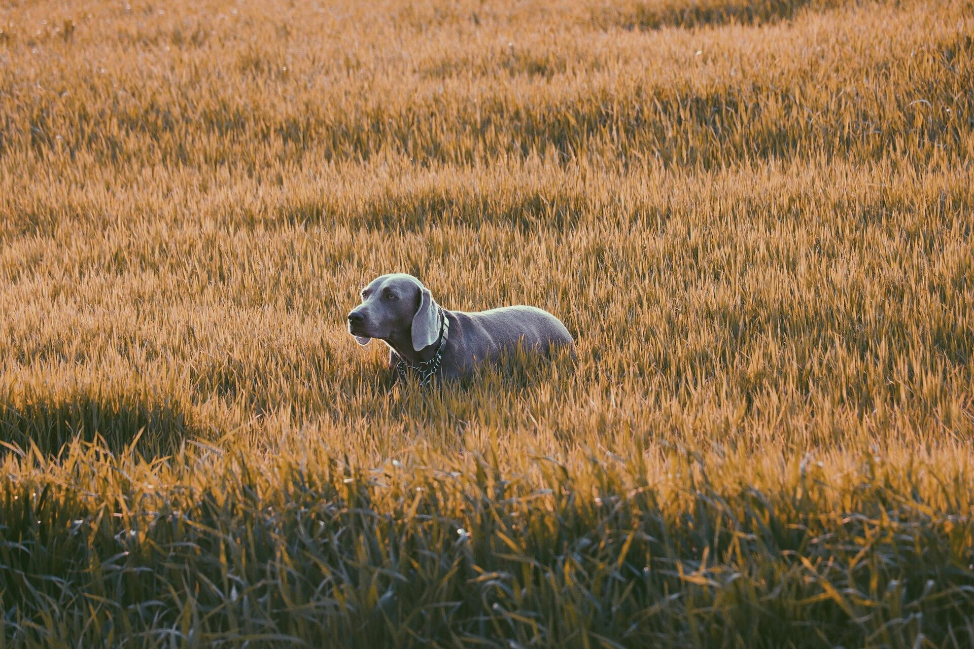 郑州国有银行如何用肇新智能文档比对满足监管部门的数据不出境要求