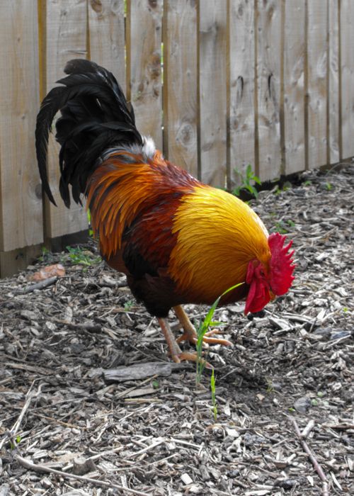 Free Colorful rooster foraging outdoors near a wooden fence in a rural farm setting. Stock Photo