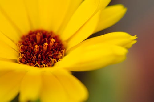 Close-up of Petals of Vibrant Yellow Daisy