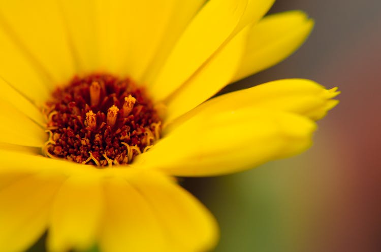 Close-up Of Petals Of Vibrant Yellow Daisy