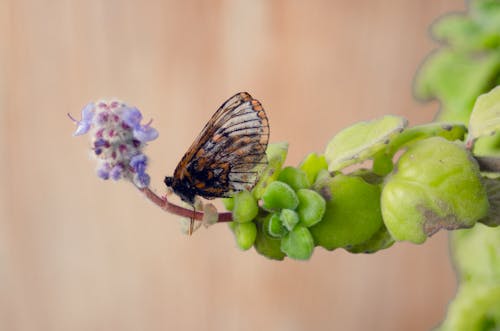 Gratis lagerfoto af forår påske hjem