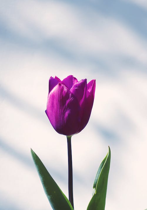 คลังภาพถ่ายฟรี ของ กลีบดอก, ดอกทิวลิปสีชมพู, ธรรมชาติ
