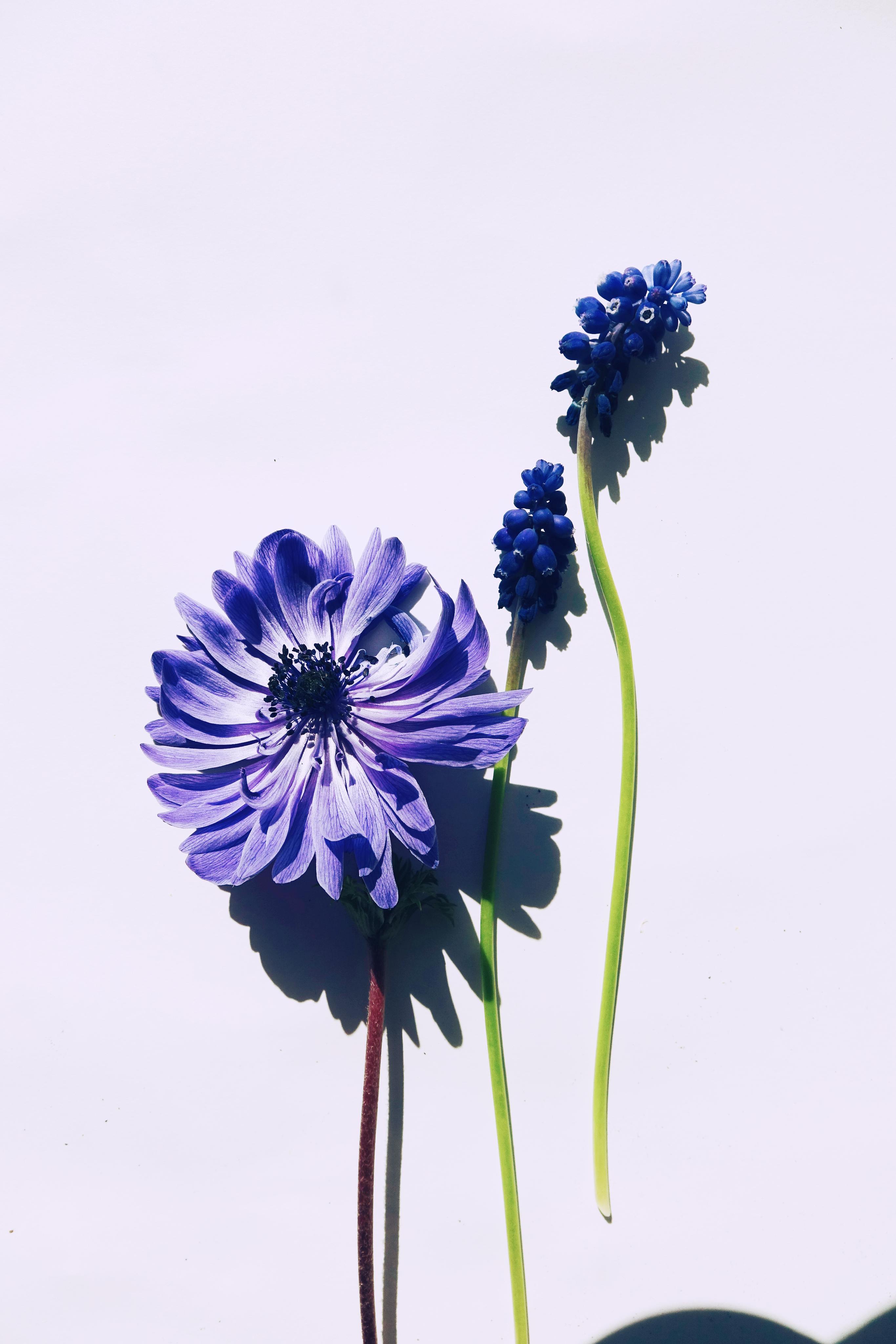 A detailed close-up of vibrant purple flowers on a solid white background, perfect for floral themed designs.