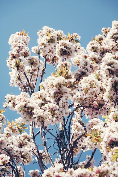 Fotos de stock gratuitas de árbol, cerezos en flor, crecimiento