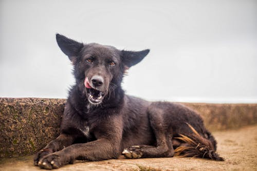 Close-Up Shot of a Black Dog Looking at Camera while Sitting