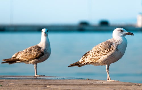 Close-Up Shot of Two Seagulls Standing on a Concrete Ground