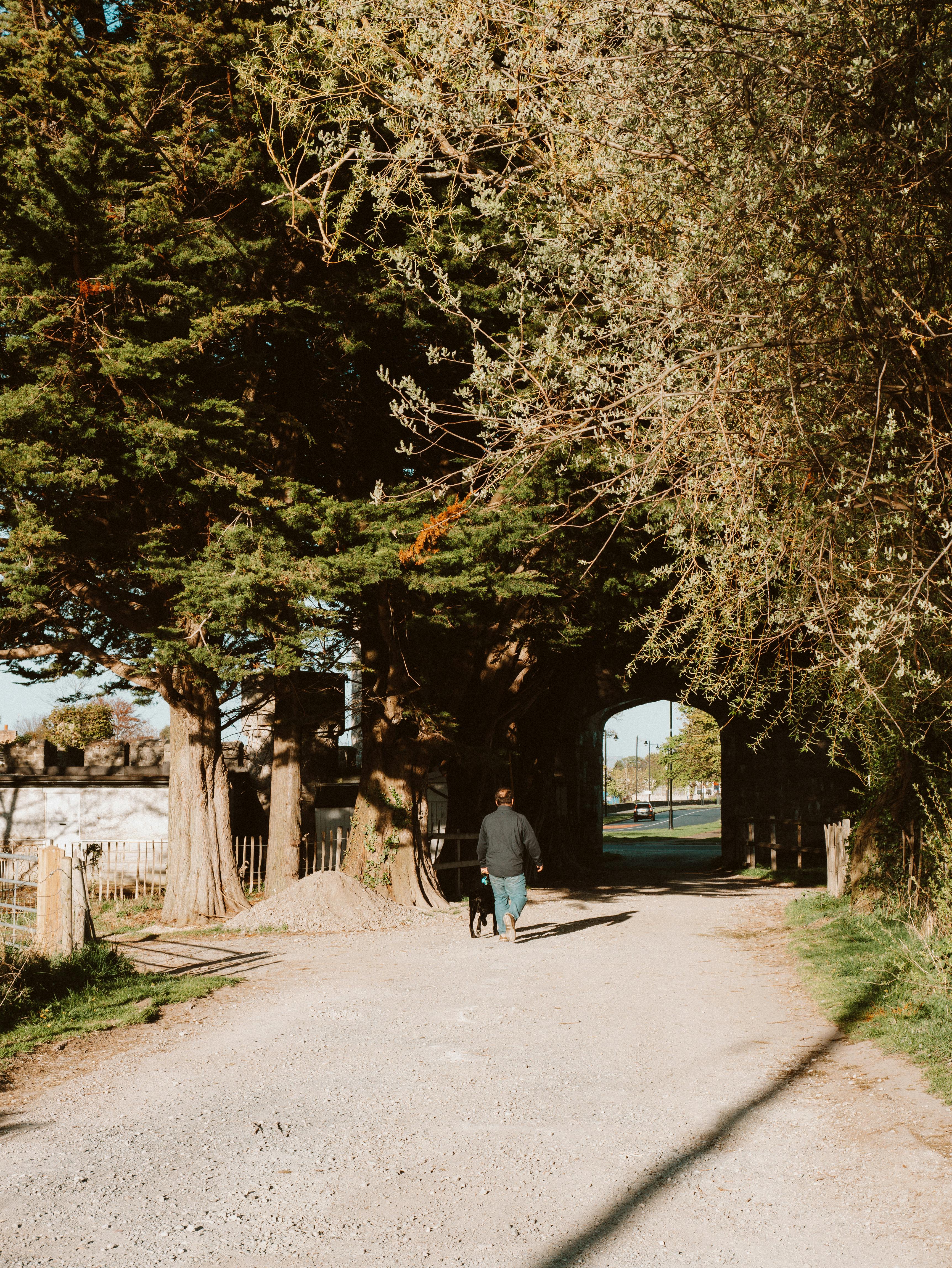 A man walks his dog on a sunny day through a scenic countryside path lined with tall trees.