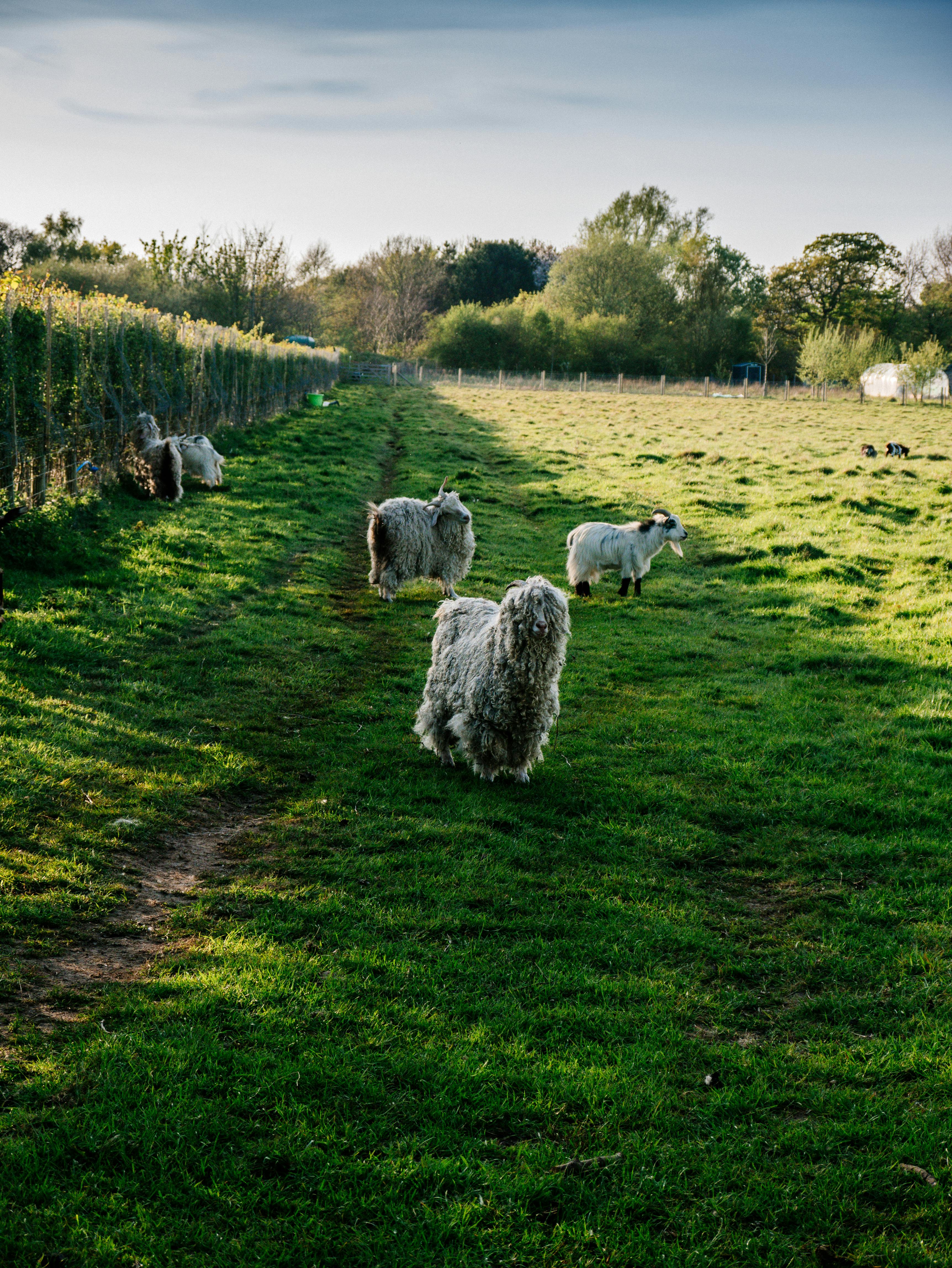A serene farm scene featuring sheep grazing on a lush green pasture under a clear sky.