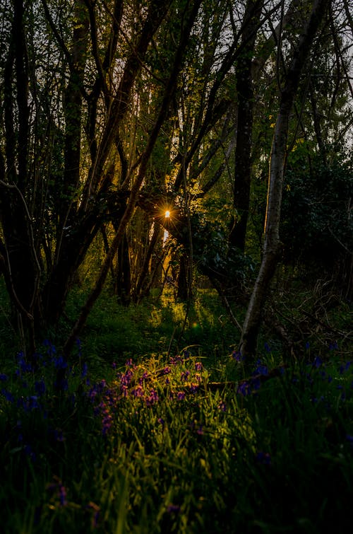 Free stock photo of bluebells, forests, sunset