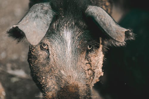 Foto profissional grátis de animal, fechar-se, fotografia animal