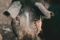 Black and White Pig Head