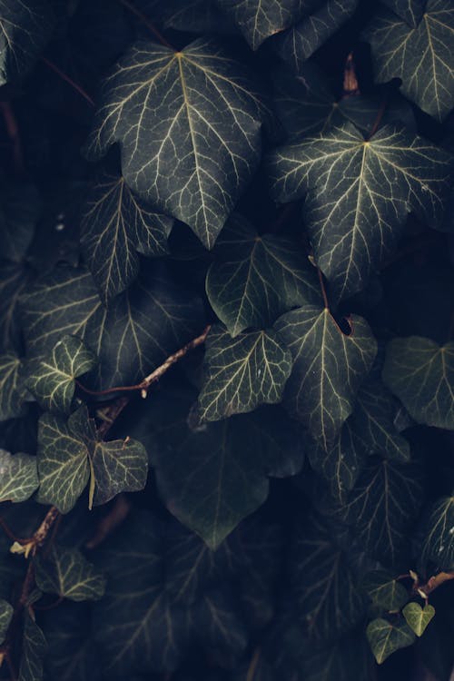 Close Up of Ivy Leaves