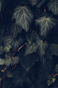 Detailed close-up of dark green ivy leaves with a moody atmosphere.