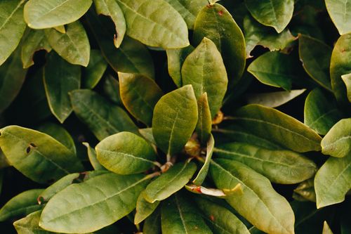 Free A detailed close-up of green leaves showcasing natural textures and hues. Stock Photo