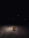 安静的夜街上，一只孤独的狗站在路灯下，投下阴影