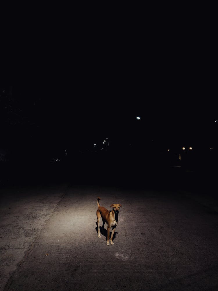 A Dog On The Street At Night