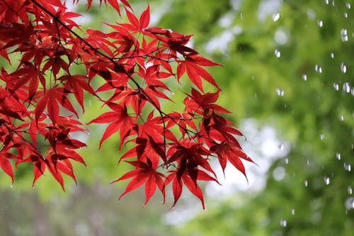 Free Close-Up Shot of Red Maple Leaves Stock Photo