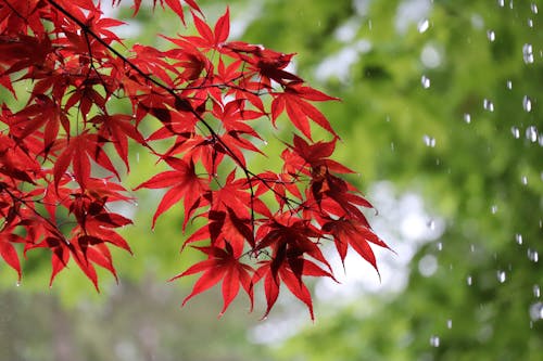 Close-Up Shot of Red Maple Leaves