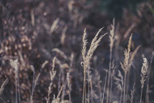 Fotos de stock gratuitas de caer, campo, de cerca