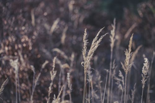 Free Dry autumnal grasses in a field, capturing the essence of fall. Stock Photo