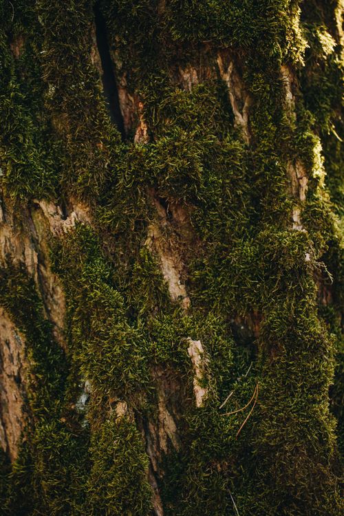 Free Detailed shot of tree bark with green moss, showcasing natural textures and patterns in a forest setting. Stock Photo