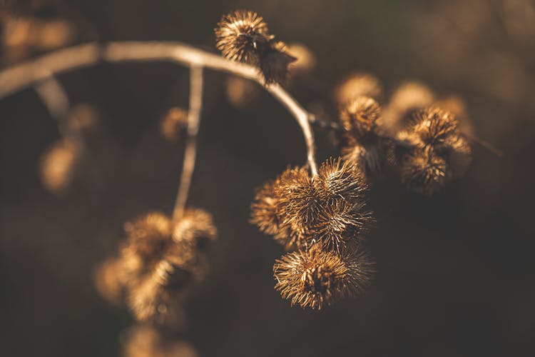 A Close-Up Shot Of A Burdock Plant