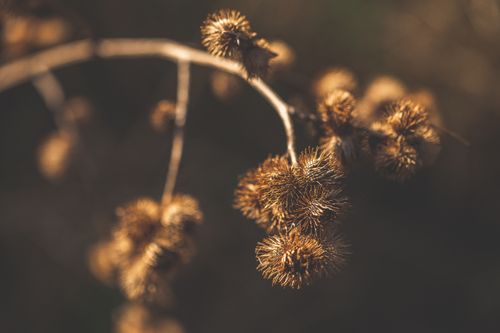 Free Golden brown burdock branch in warm natural light, highlighting the texture and details. Stock Photo