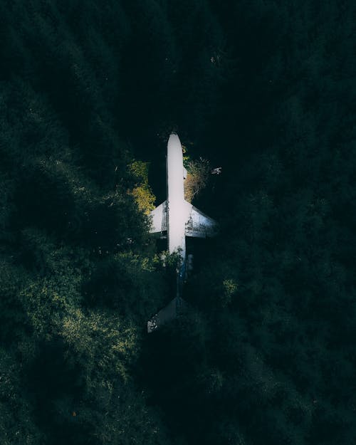 飞机在森林的绿树丛中