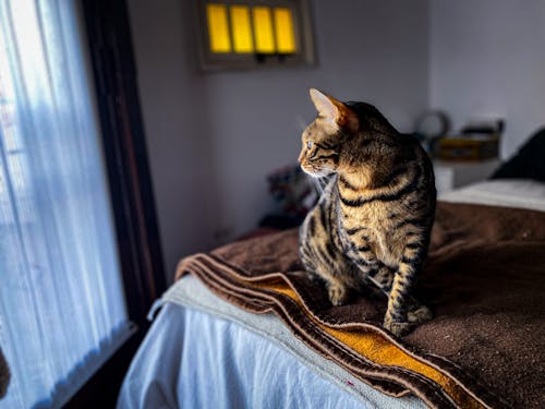 Free Curious Bengal cat looking at window while sitting on soft bed in cozy bedroom Stock Photo