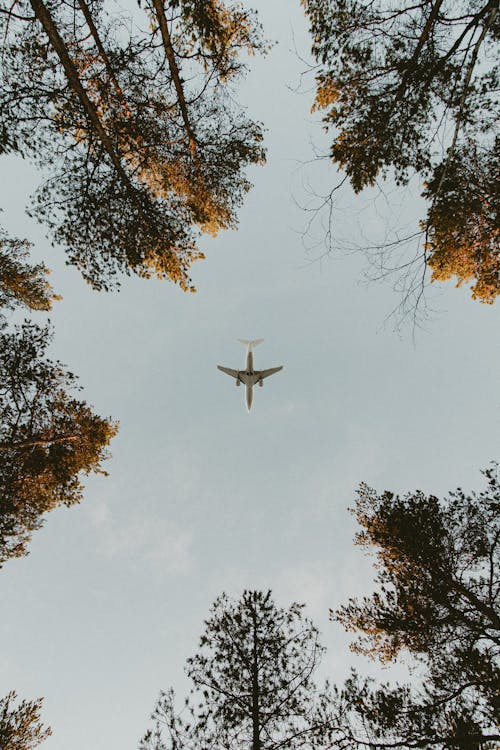Plain flying over forest with high trees