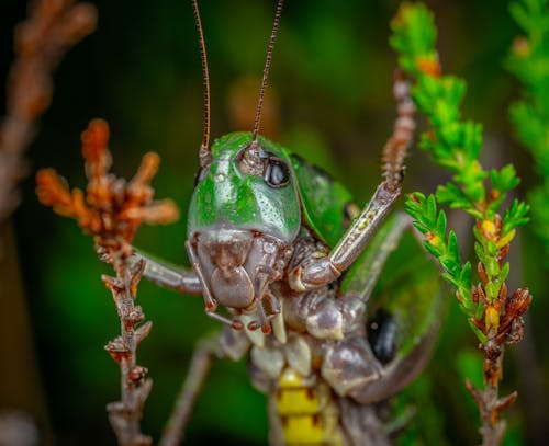 Close-Up Shot of a Grasshopper