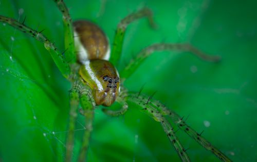 Free Macro shot of a green lynx spider (Peucetia viridans) on a vibrant green leaf. Stock Photo