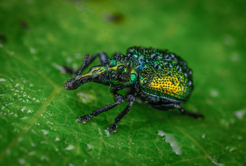 бесплатная Бесплатное стоковое фото с beetle, беспозвоночный, дикая природа Стоковое фото