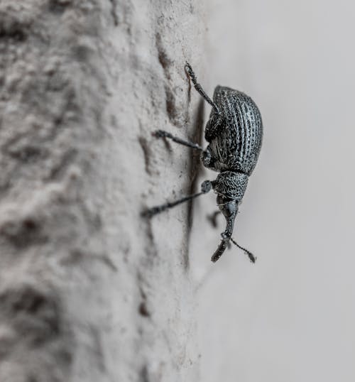 Free Grayscale Photo of a Beetle Stock Photo
