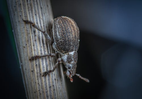 無料 ゾウムシ, マクロ, 昆虫の無料の写真素材 写真素材