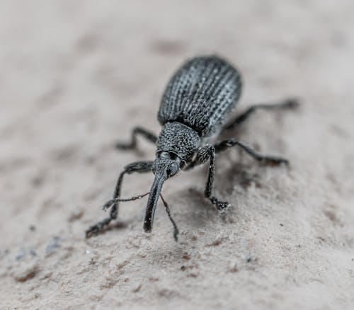 Foto stok gratis beetle, invertebrata, kehidupan liar