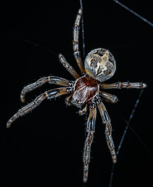 Free Macro shot of a spider exhibiting intricate details and textures on a dark background. Stock Photo