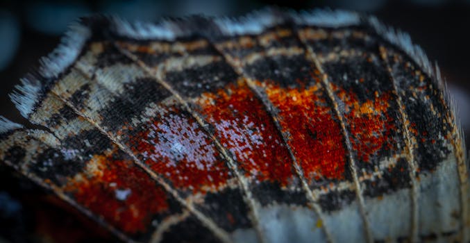 Close-up macro shot of a colorful butterfly wing showing intricate patterns and textures.
