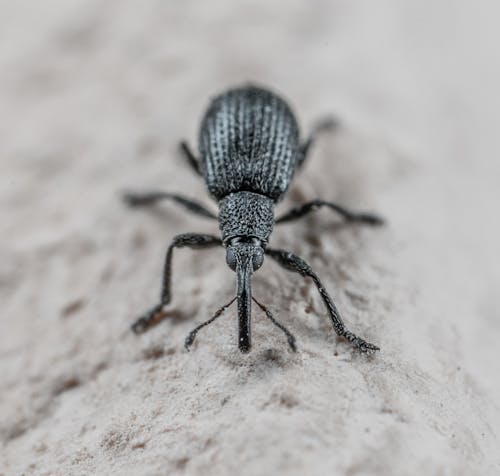 Foto stok gratis beetle, invertebrata, kehidupan liar