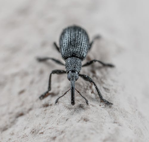 Základová fotografie zdarma na téma bezobratlí, brouk, detail