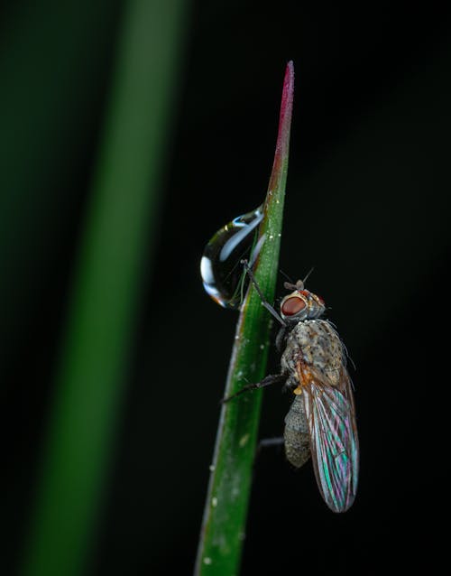 Foto profissional grátis de close-up extremo, fotografia de pequenos seres, inseto