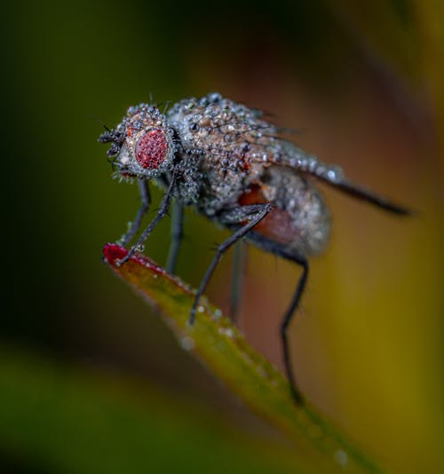 Foto profissional grátis de close-up extremo, fotografia de pequenos seres, inseto