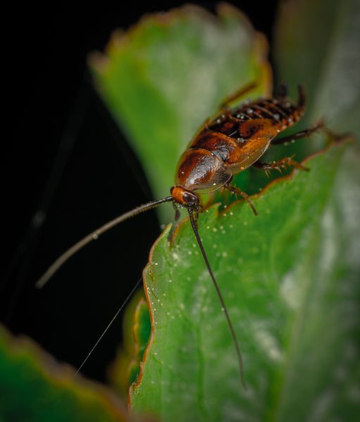 Extreme close-up macro photograph of a cockroach on a green leaf