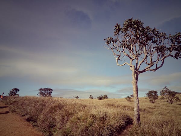 Lion's Paw entrance to Sigiriya