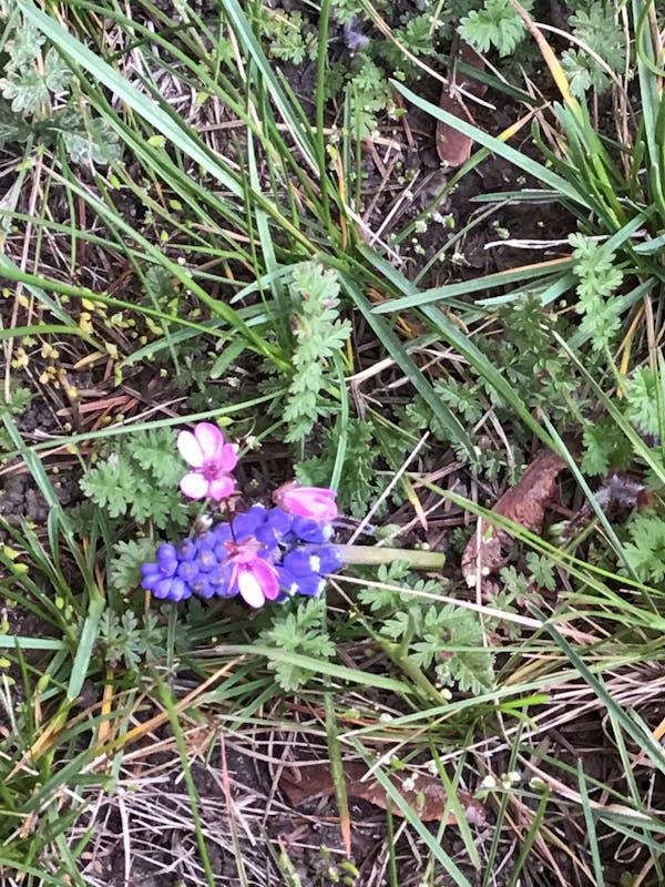 Summit ruins and water gardens at Sigiriya