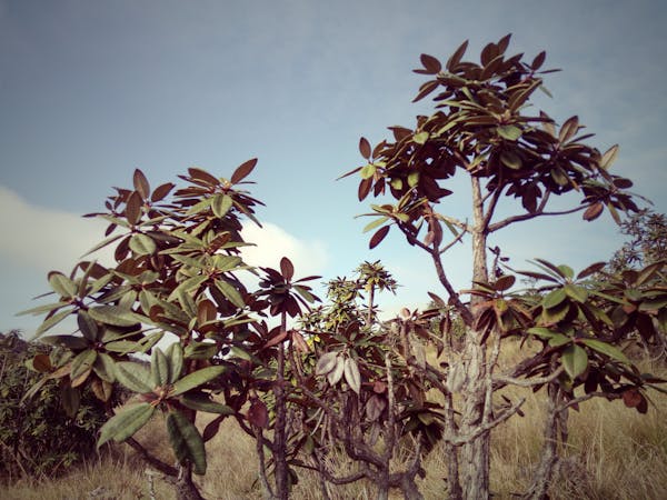 Sunrise timelapse video thumbnail